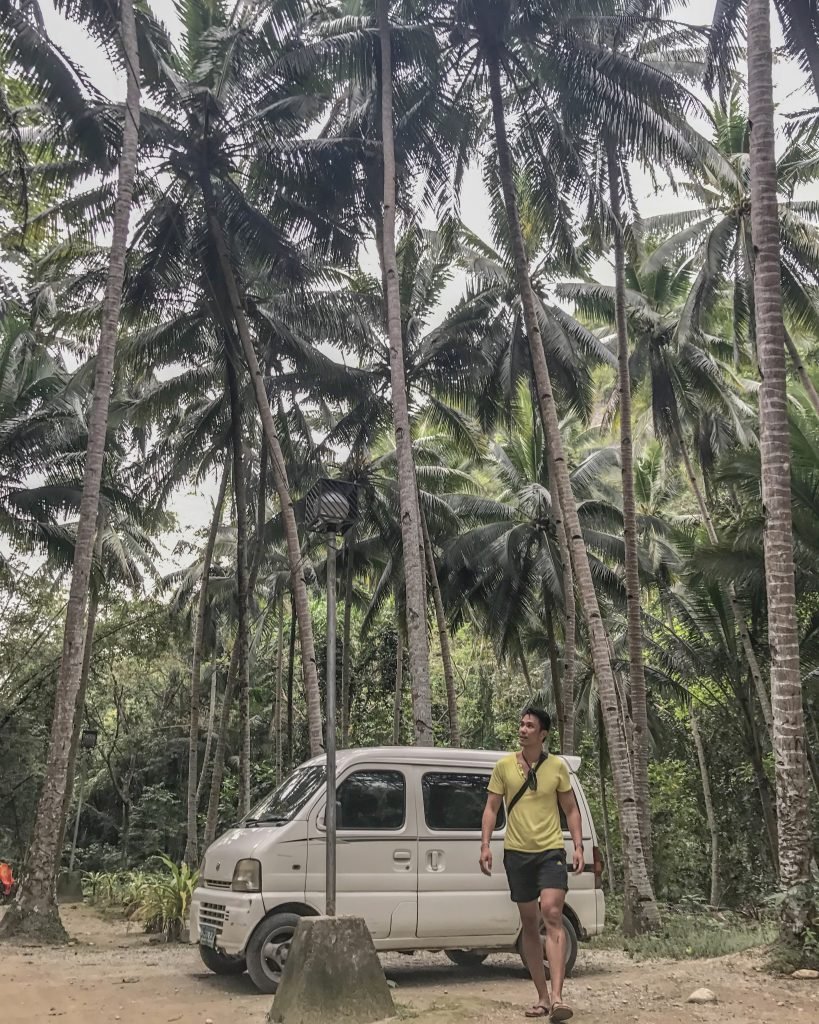 palm trees in cebu philippines