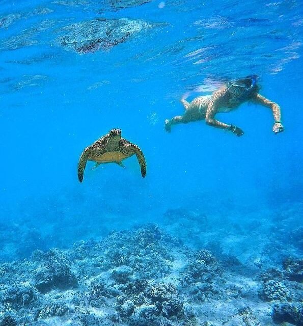 [2023 GUIDE] The 11 Best Snorkeling Spots in Oahu Hawaii